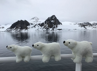 Soft Polar Bear Plush Toy Kids Birthday Gifts Cute Stuffed Animal Doll