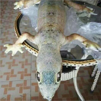 Giant Soft Chameleon Plush Pillow Creative Funny Lizard Stuffed Toy